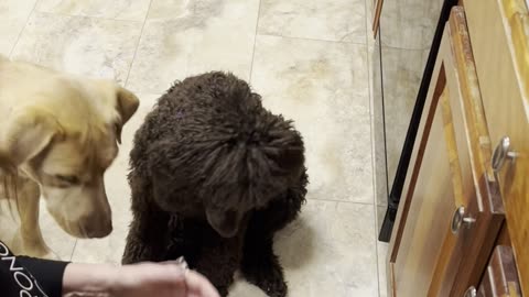 Training puppy to get her teeth brushed.