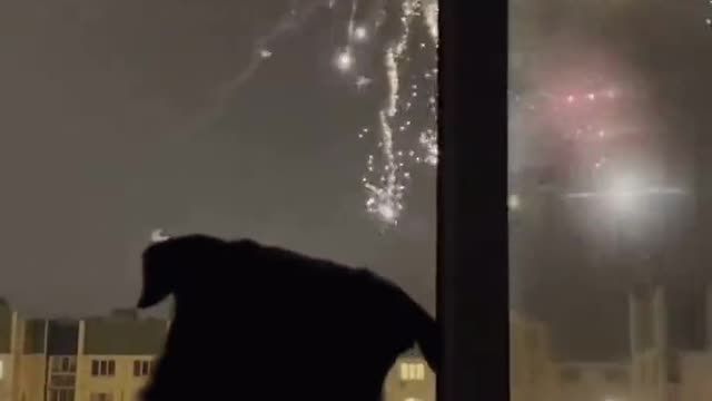 Funny animals, rotty loves to watch the fireworks but wait til the end