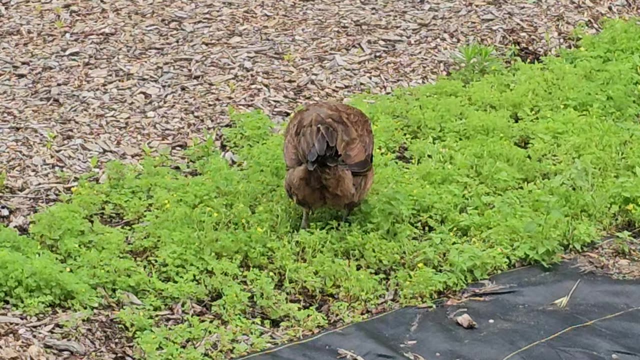 OMC! Candid camera with Brownie! ❤️🐔 #chickens #candid #camera #brownie #omc #shorts #adorable #love