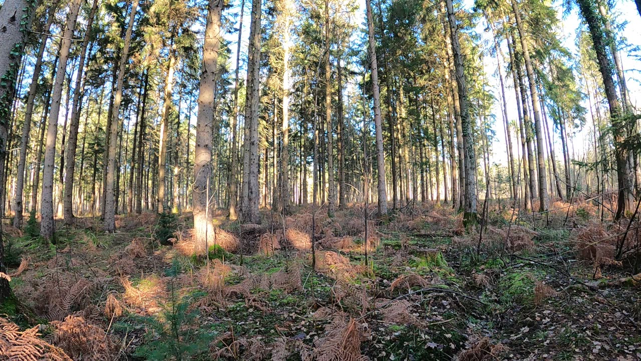 Tiny speedlapse. Hiking in the woods 18th Jan 2023