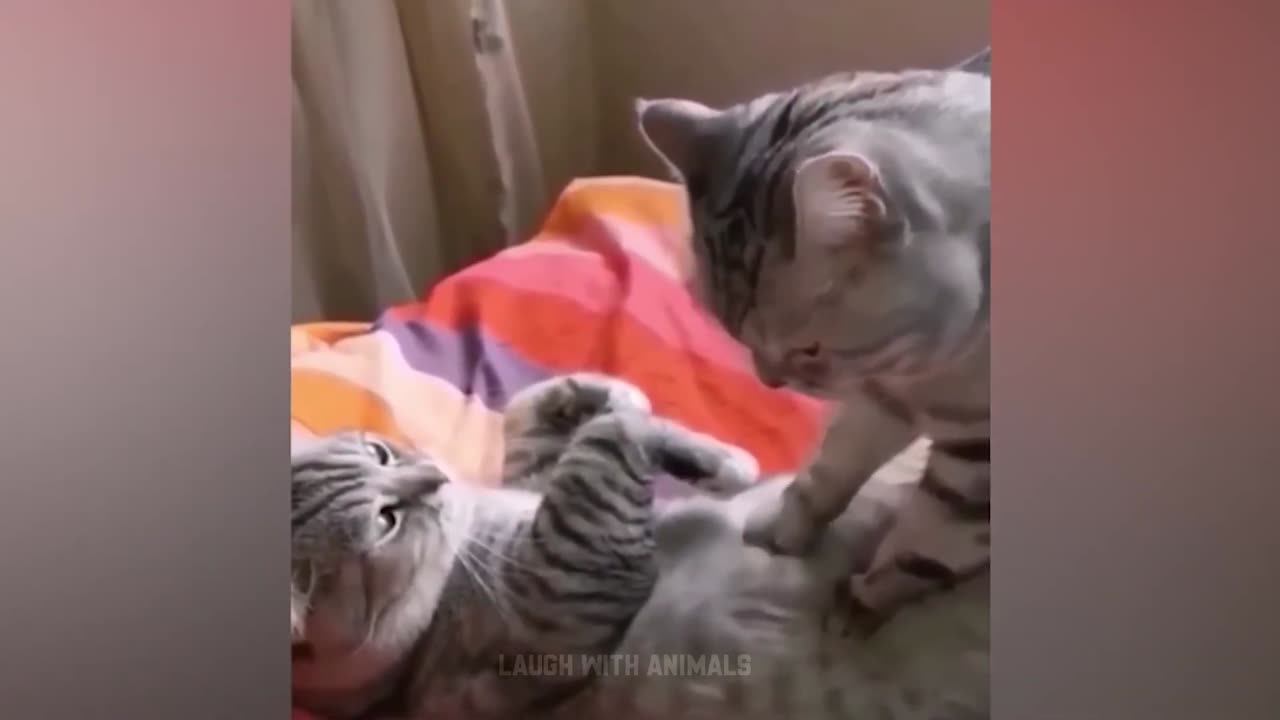 funny cat🤣😺😂❤️