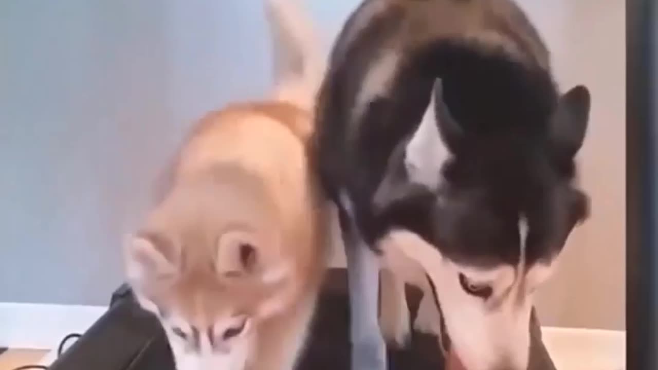 Funny Cute Dogs & Cat🤣😍