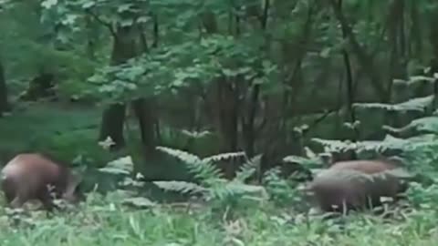Wildlife