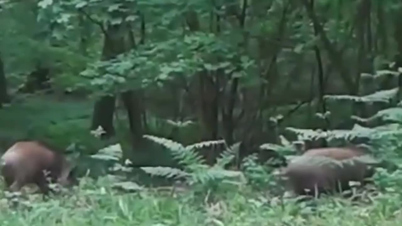 Wildlife
