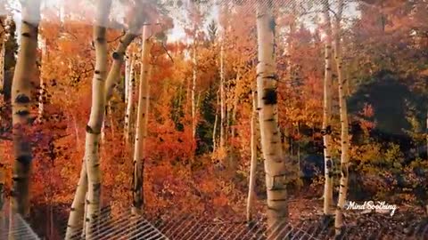 Relaxing Music | Sleeping, Meditation, Stress Relief | [6963] ⭐️