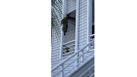 Raccoon Family Takes Up Residence in Apartment Ceiling