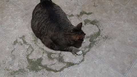 Big Shirley