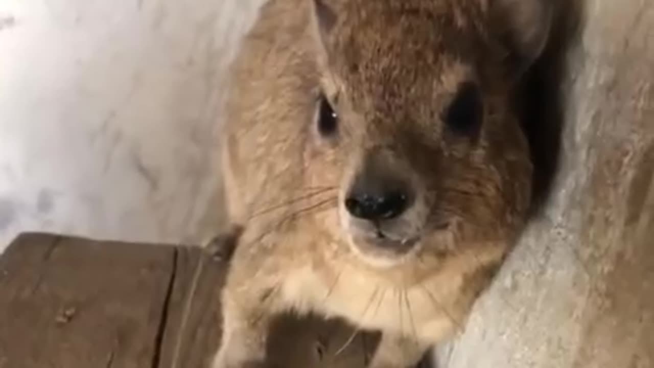 Disgruntled rock hyrax