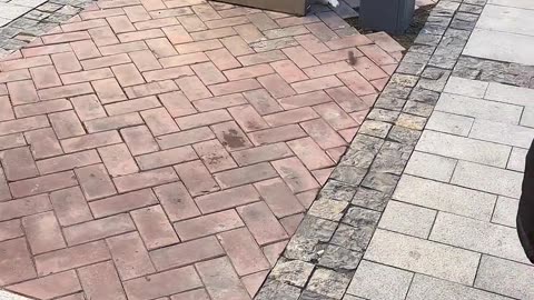 Cats and mice