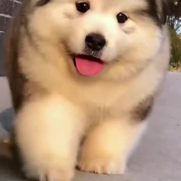 So Cute Dog