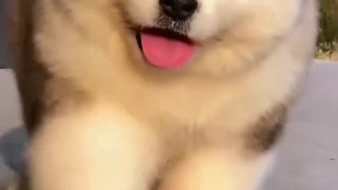 So Cute Dog