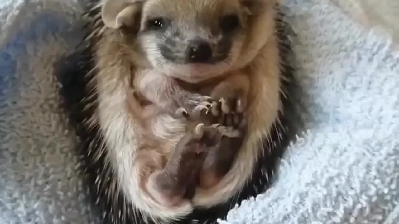 🙏❤️🎉🎉🎉🎊🎊🎊️SWEET AND FUNNY PETS SHOTS 🙏❤️❤️🎉🎉🎉🎊🎊🎊