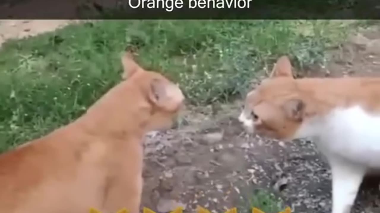 FUNNY VIRAL CAT MOMENT