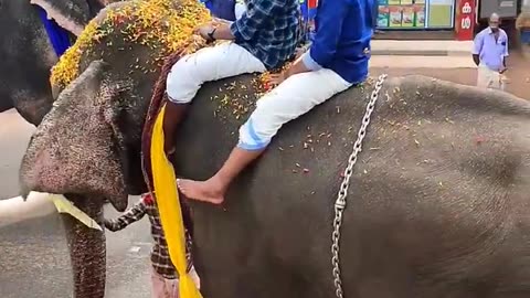 Pala palli song super elephant video 🐘🐘