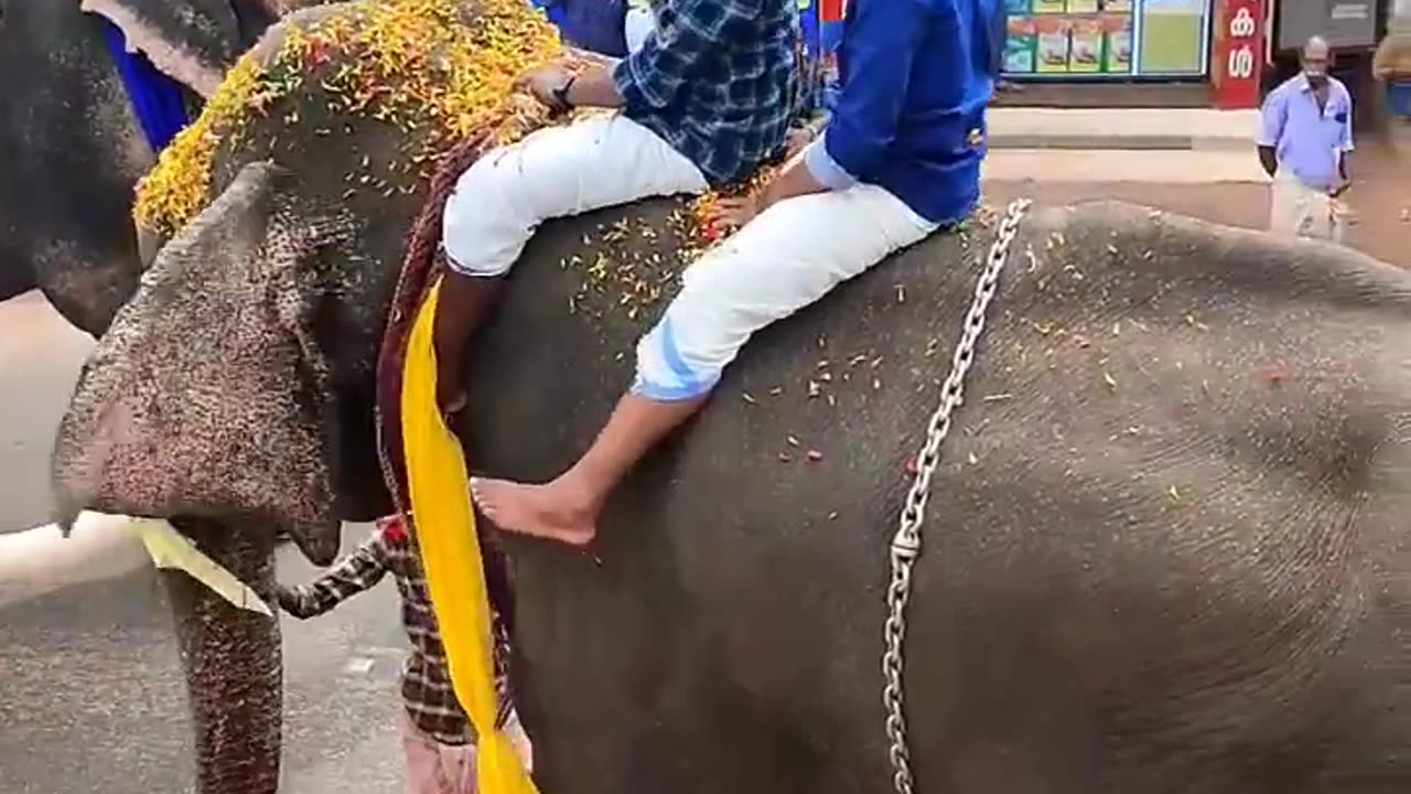 Pala palli song super elephant video 🐘🐘