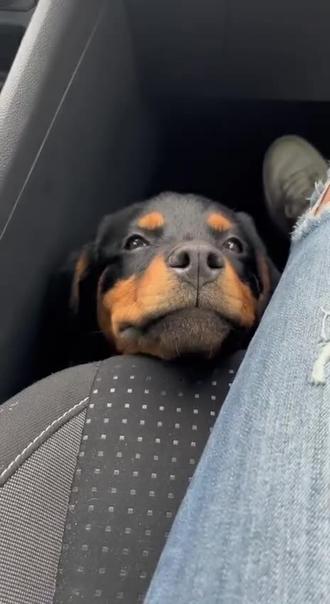 Dogs are so awesome 😊😍