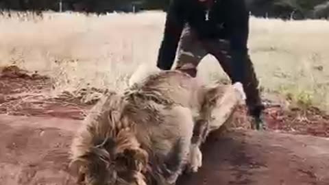 Lion with man