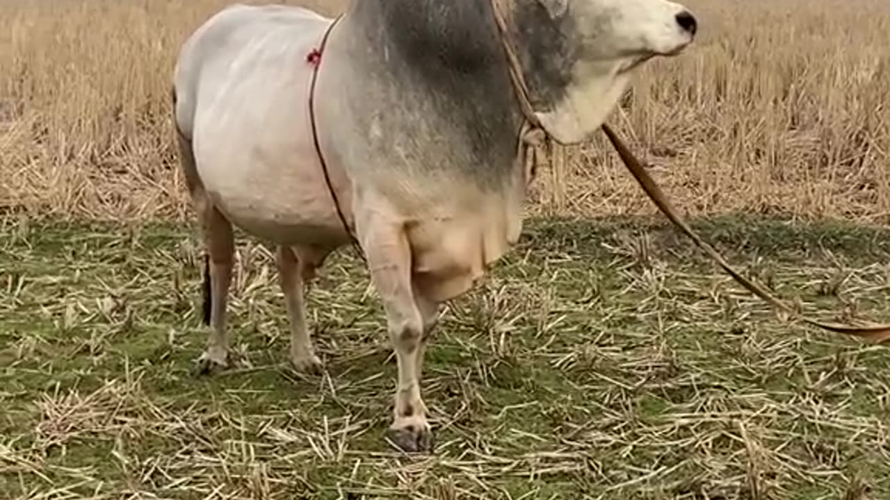 Fighter bull Layger Angery bull