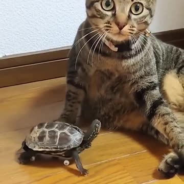 Skateboarding Turtle and the Cat