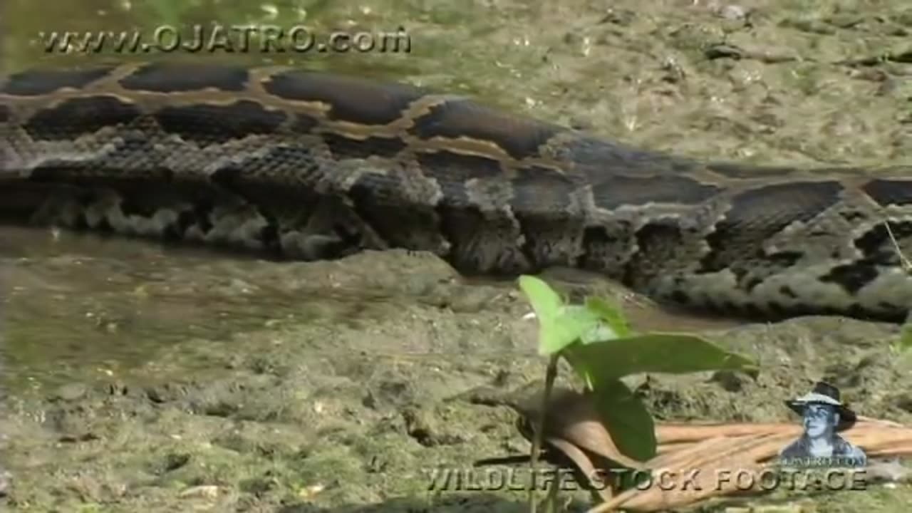 Pythons at Alligator Pond 09 - Dangerous Animals in Florida