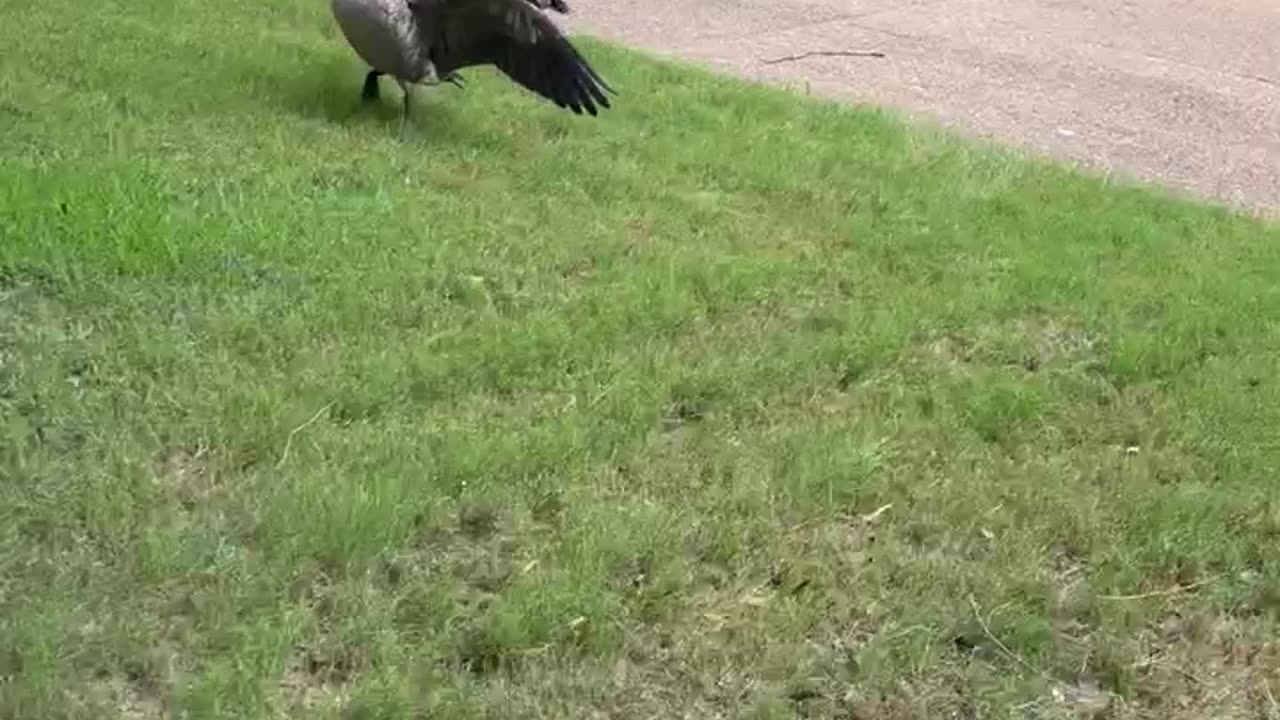 Hissing Geese #nature