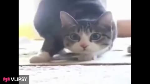 Funny cat 🐈 dancing