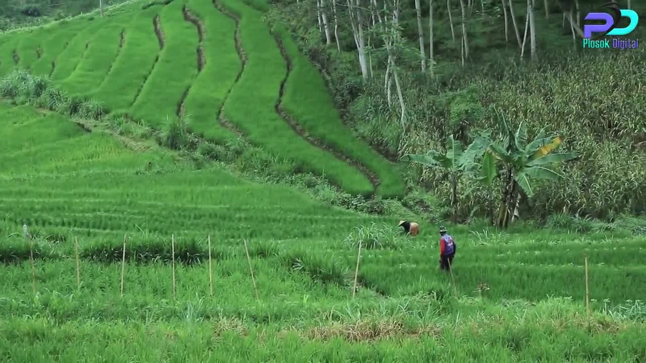 MUSOH WONG BUDEK Eps 42 KELUWEN ( Kolab Indri Safitri ) -- Cerita Jawa