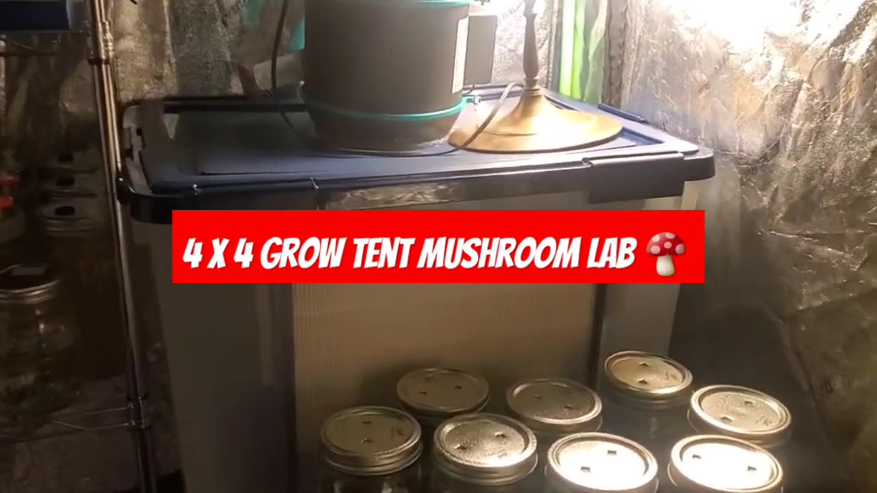 DIY mushroom 4 x 4 tent check