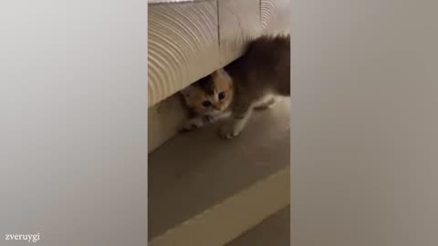 funny cats