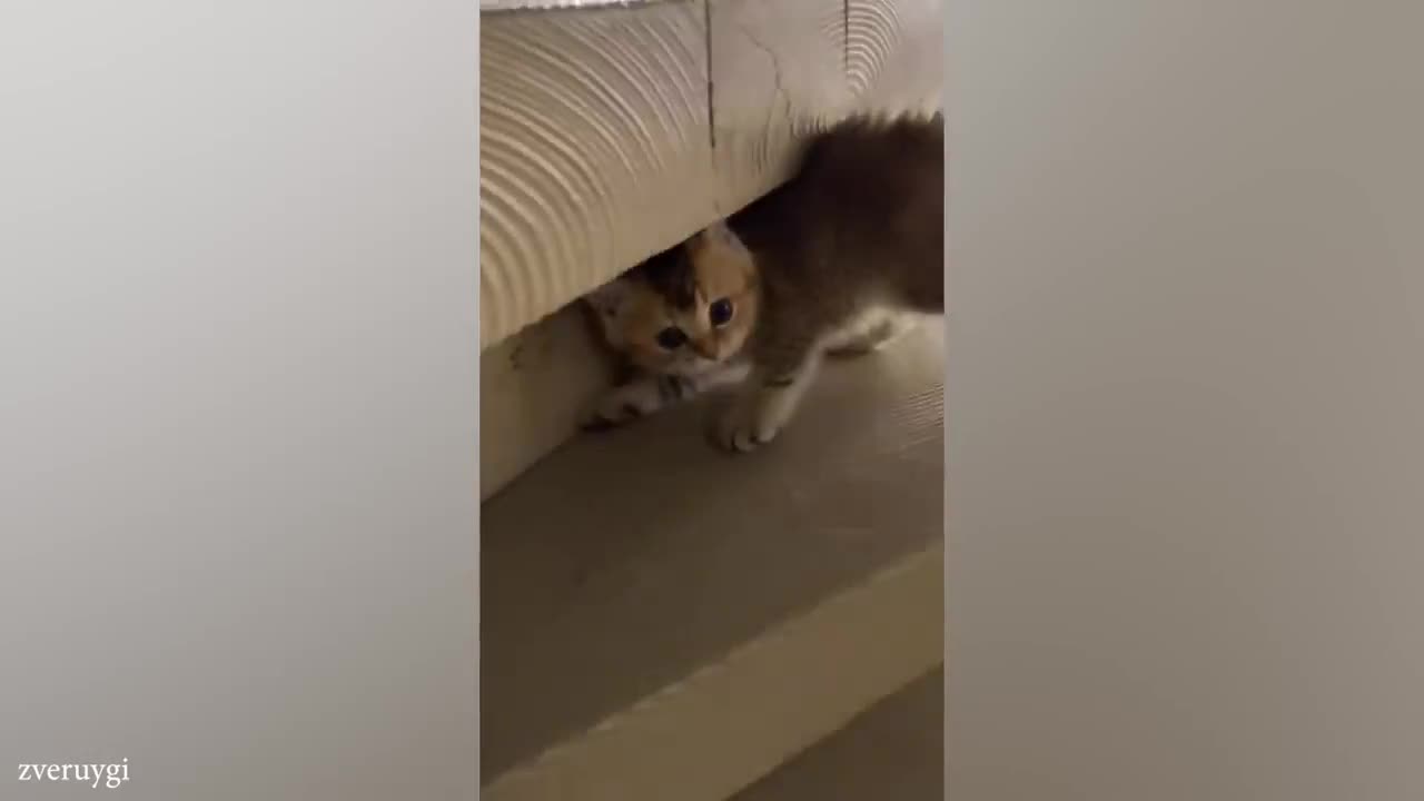funny cats