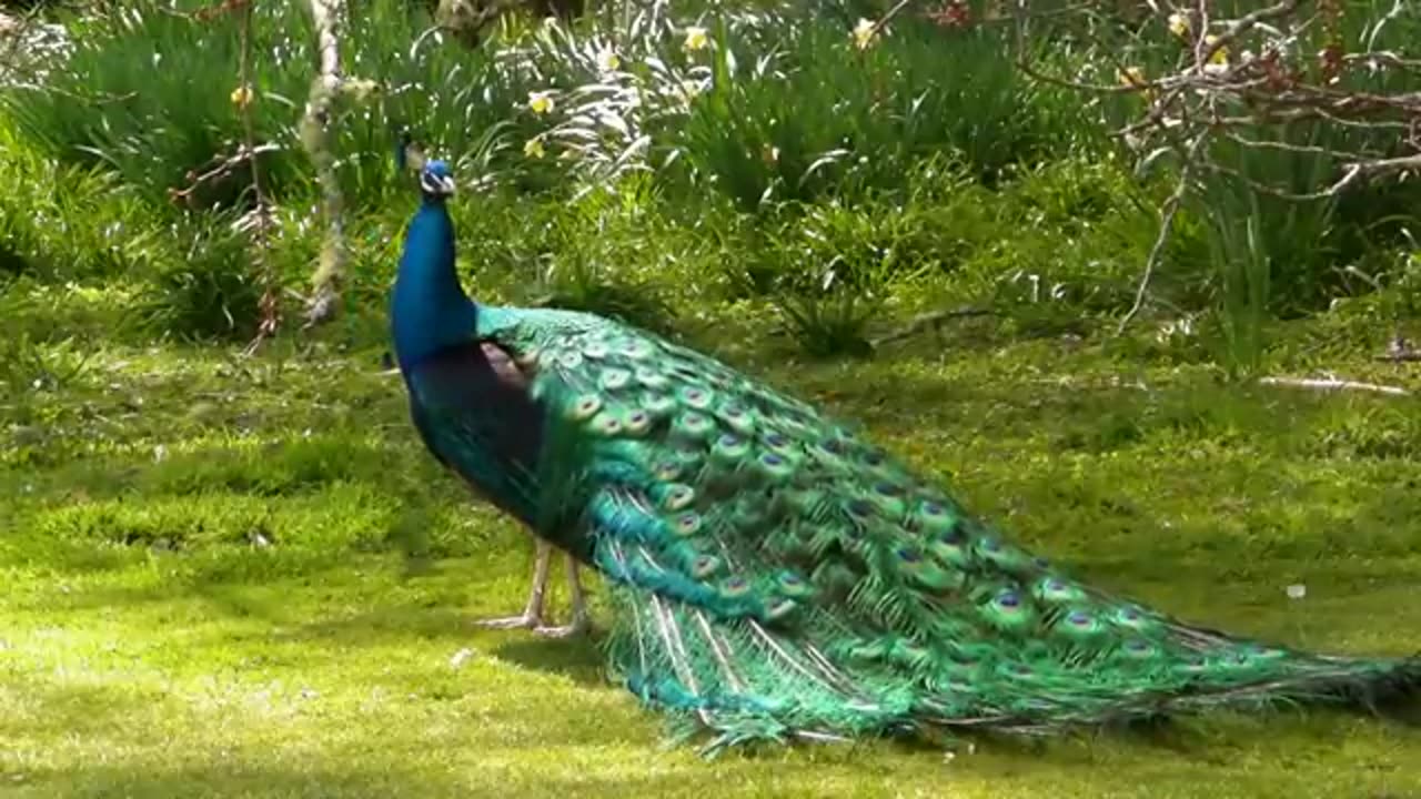 Peacock Dance Display - Peacocks Opening Feathers HD & Bird Sound