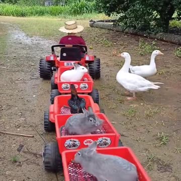 The little boy took the chickens and rabbits into his battery-powered car,