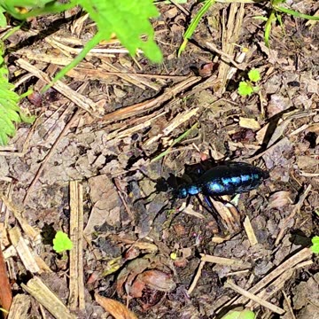 Very nice black blue oil beetle / beautiful insect in the forest.