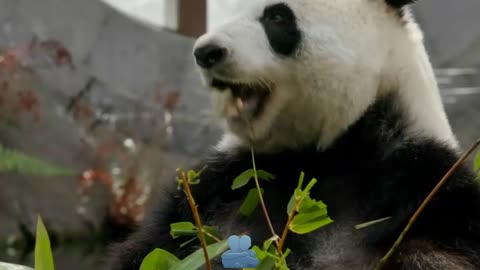 Panda is an amazing animal