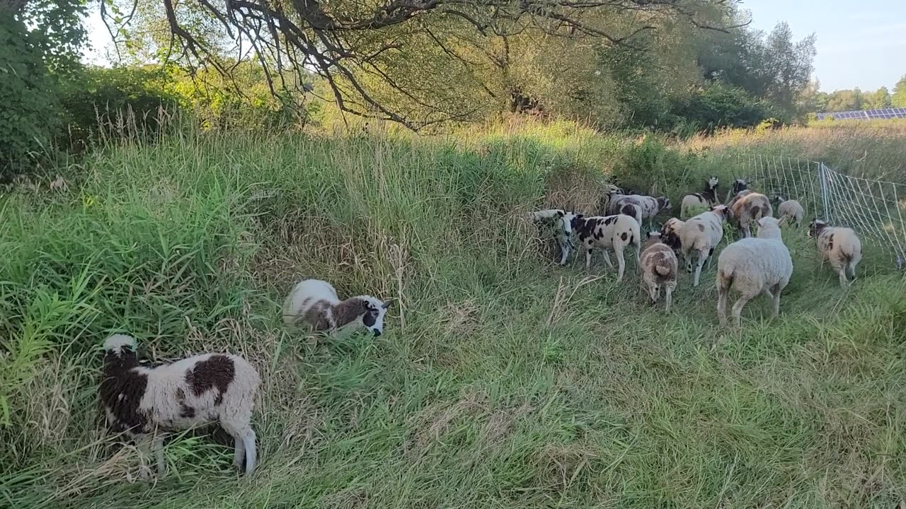 Creek grazing August 2023