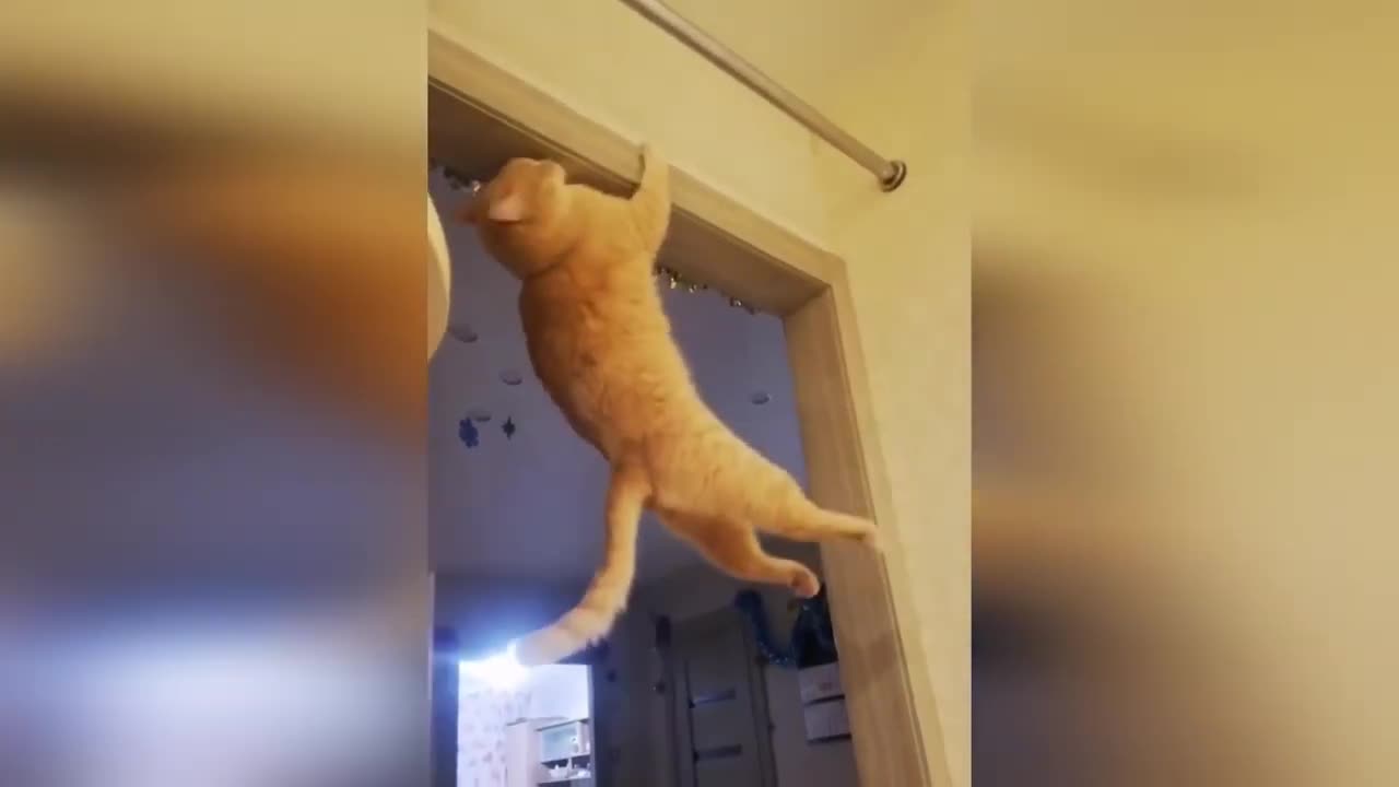 Spider-cat funny animal