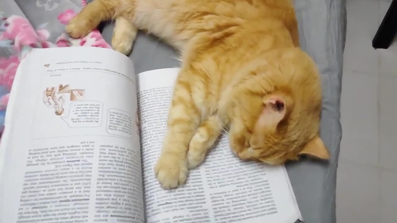 Funky Cat & Book