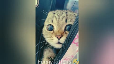 Funny Moments With Animals ...