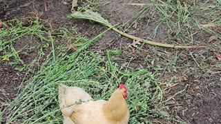 OMC! This chicken is a hard working hen! #chickens #hens #working #work #shorts #orpington #pecking