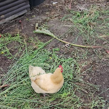 OMC! This chicken is a hard working hen! #chickens #hens #working #work #shorts #orpington #pecking
