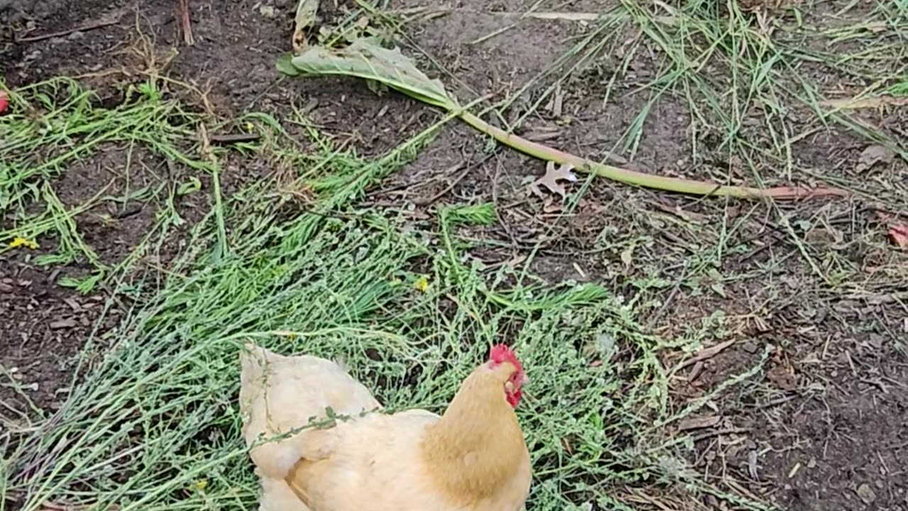 OMC! This chicken is a hard working hen! #chickens #hens #working #work #shorts #orpington #pecking