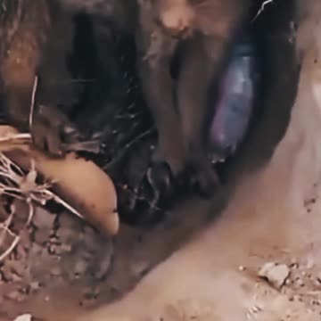 Mongoose VS King Cobra