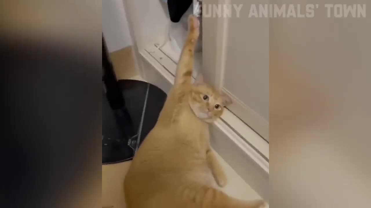 Animal funny video