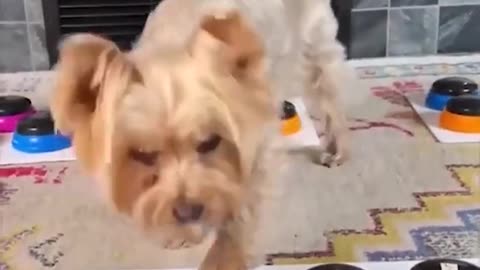 You will laugh at all the DOGS 🤣 Funny DOG Videos