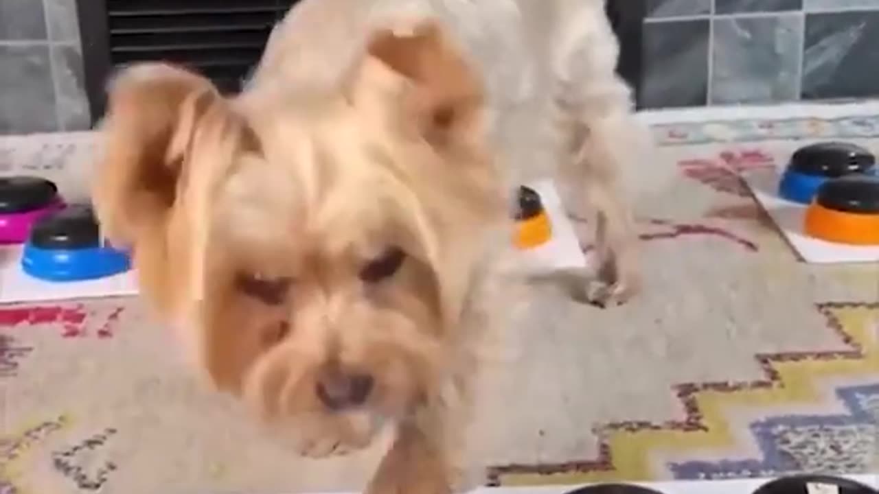 You will laugh at all the DOGS 🤣 Funny DOG Videos