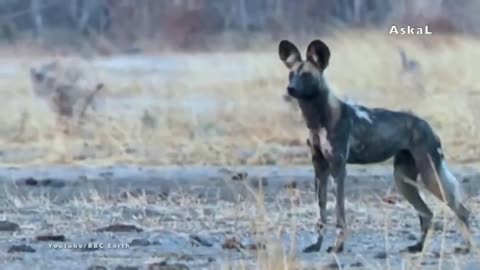 10 Animals That Can Defeat A Lion