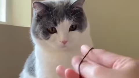 When the magic trick leaves even the cat speechless! 🐱✨