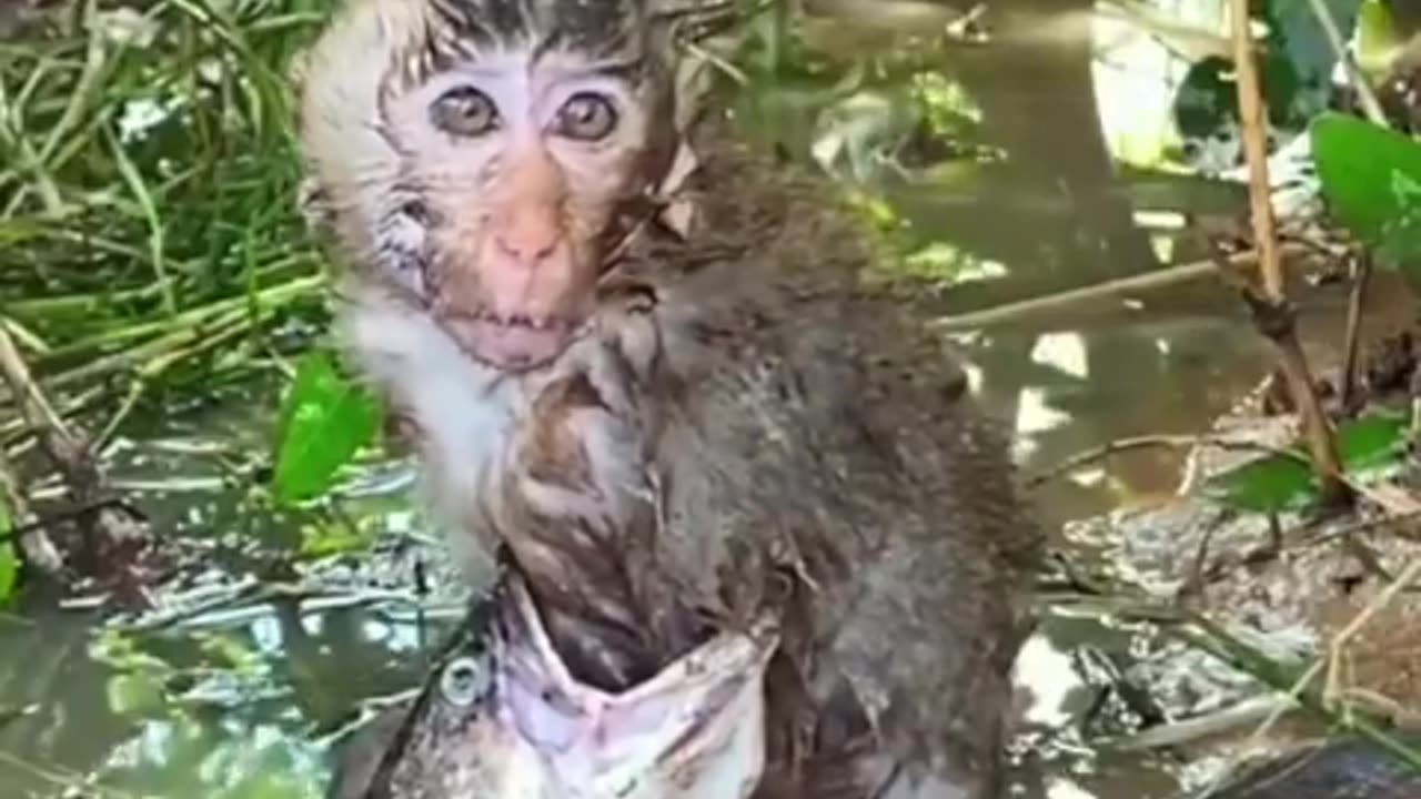 Fish attempting to eat a monkey.. #shorts #shortvideo #video #virals #videoviral