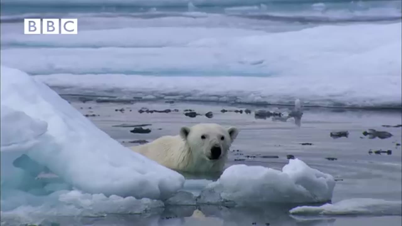 NINJA POLAR BEAR Vs SEAL!