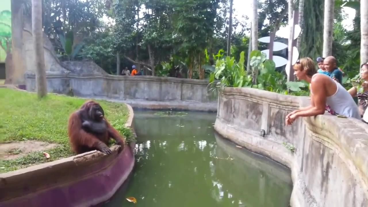 Clever Orangutan Makes a Fair Trade With Human